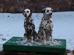 Fee Amilia vom Hause Fiedanu „Mia“